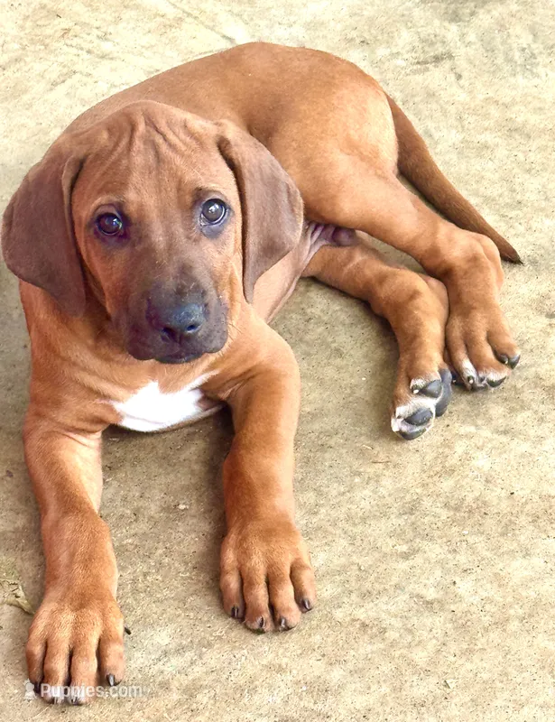 Mr. Lime Green – Full of Personality and Ready for His Forever Home 💚 – Rhodesian Ridgeback puppy for sale in Madison, GA