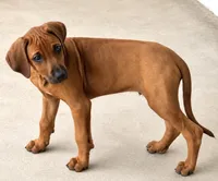     Red Wheaten Beauty, a male Rhodesian Ridgeback for sale in Madison, GA – 2 of 5