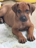     Red Wheaten Beauty, a male Rhodesian Ridgeback for sale in Madison, GA – 2 of 3