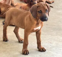 Curious Rhodesian Ridgeback Male, a male Rhodesian Ridgeback for sale in Madison, GA – 2 of 6