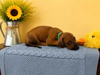 Sweet Natured Rhodesian Ridgeback Puppy , a male Rhodesian Ridgeback for sale in Madison, GA – 3 of 4