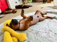 Mr. Royal Blue - King  of cuddles , a male Rhodesian Ridgeback for sale in Madison, GA – 2 of 4