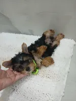 Romeo, a male Yorkshire Terrier for sale in Lehigh Acres, FL – 2 of 2