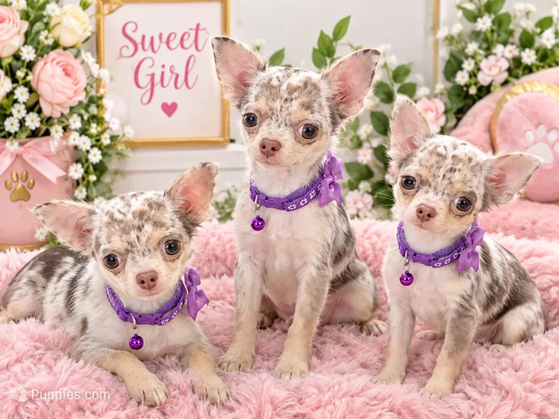 Rosa – Chihuahua puppy for sale in Lehigh Acres, FL