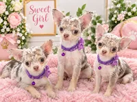 Rosa, a female Chihuahua for sale in Lehigh Acres, FL – 1 of 1