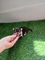 Choco, a female Chihuahua for sale in Lehigh Acres, FL – 2 of 2