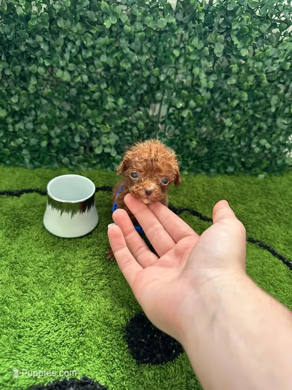 Red – Poodle - Toy  puppy for sale in Lehigh Acres, FL