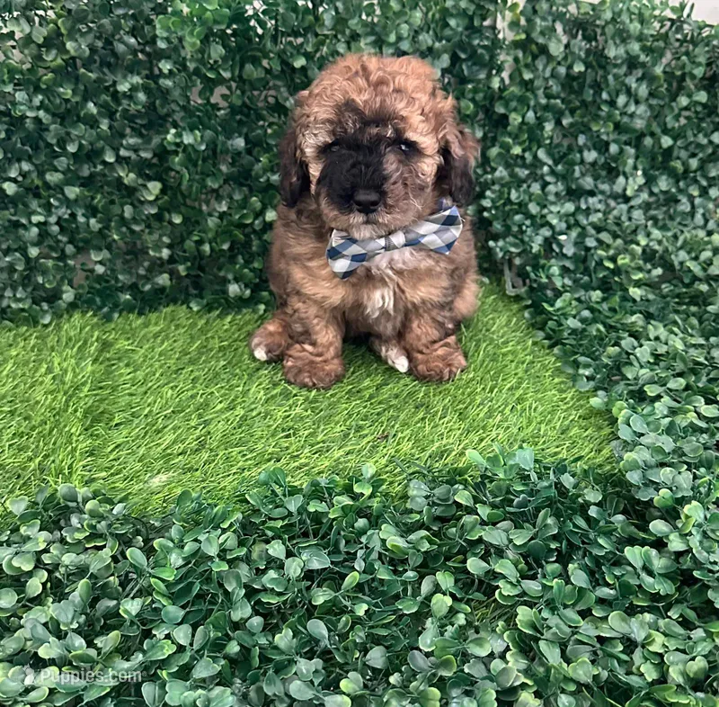 Pibe – Poodle - Toy  puppy for sale in Lehigh Acres, FL