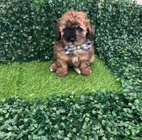 Pibe, a male Poodle - Toy  for sale in Lehigh Acres, FL – Photo 1 of 2