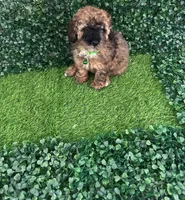 Pibe, a male Poodle - Toy  for sale in Lehigh Acres, FL – Photo 2 of 2