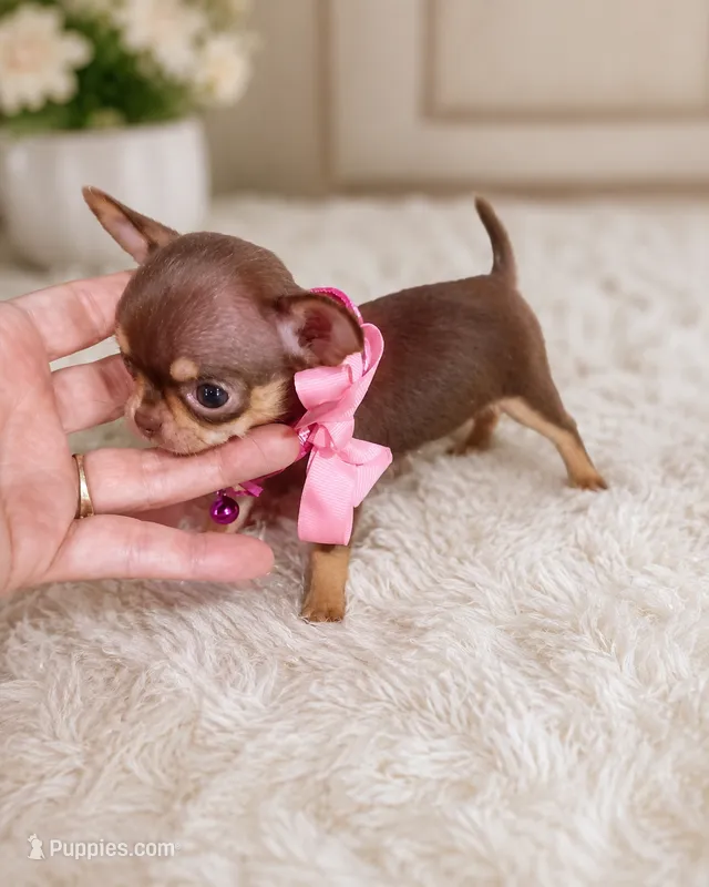 Minnie  – Chihuahua puppy for sale in Lehigh Acres, FL