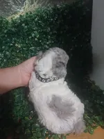 Snow, a male Poodle - Toy  for sale in Lehigh Acres, FL – 3 of 3