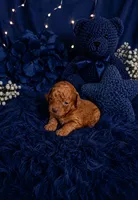 Red, a male Poodle - Toy  for sale in Lehigh Acres, FL – 1 of 1