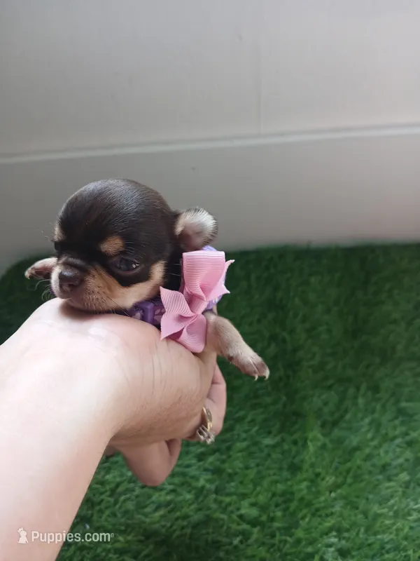 Choco – Chihuahua puppy for sale in Lehigh Acres, FL
