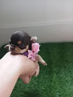 Choco, a female Chihuahua for sale in Lehigh Acres, FL – 1 of 2