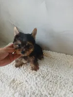 Max, a male Yorkshire Terrier for sale in Lehigh Acres, FL – 2 of 2