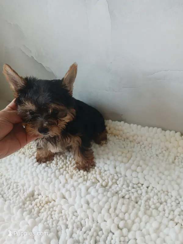 Max – Yorkshire Terrier puppy for sale in Lehigh Acres, FL