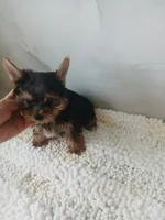 Max, a male Yorkshire Terrier for sale in Lehigh Acres, FL – 1 of 2