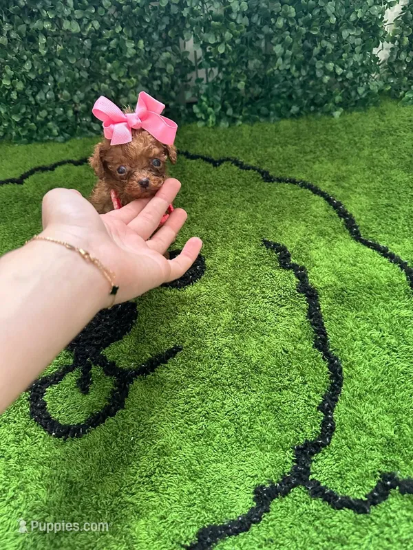 Flor – Poodle - Toy  puppy for sale in Lehigh Acres, FL