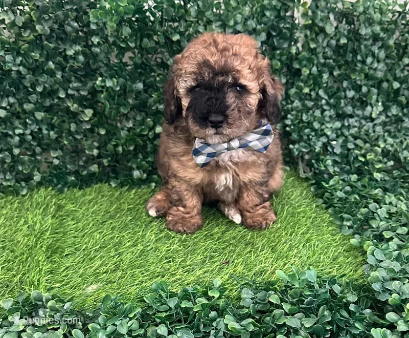 PIBEL – Poodle - Toy  puppy for sale in Lehigh Acres, FL