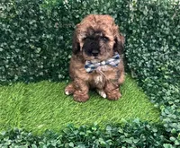 PIBEL, a male Poodle - Toy  for sale in Lehigh Acres, FL – 1 of 1