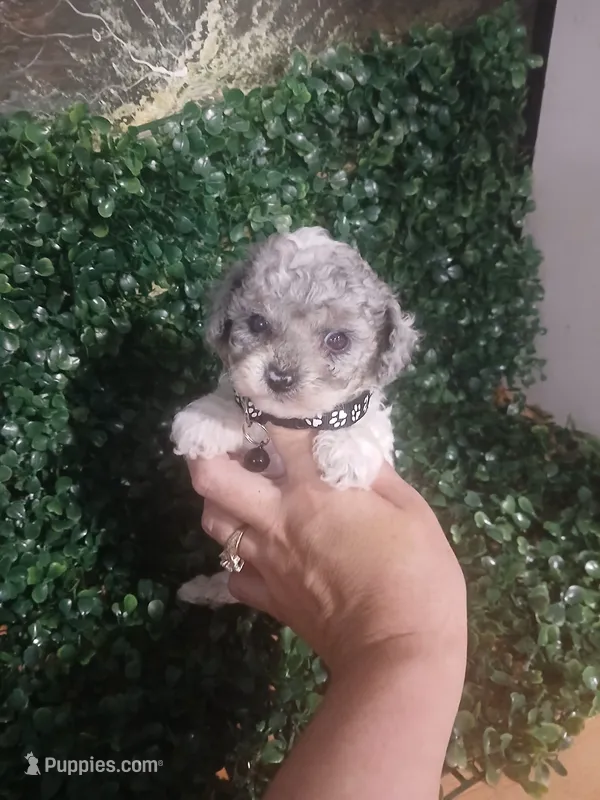 Snow – Poodle - Toy  puppy for sale in Lehigh Acres, FL