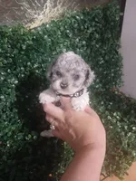 Snow, a male Poodle - Toy  for sale in Lehigh Acres, FL – 1 of 3