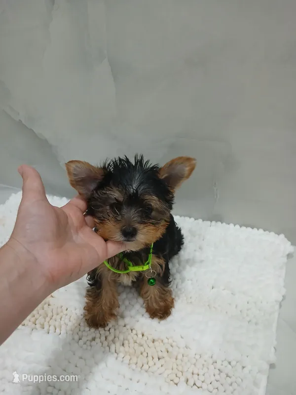 Romeo – Yorkshire Terrier puppy for sale in Lehigh Acres, FL