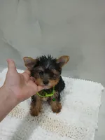 Romeo, a male Yorkshire Terrier for sale in Lehigh Acres, FL – 1 of 2