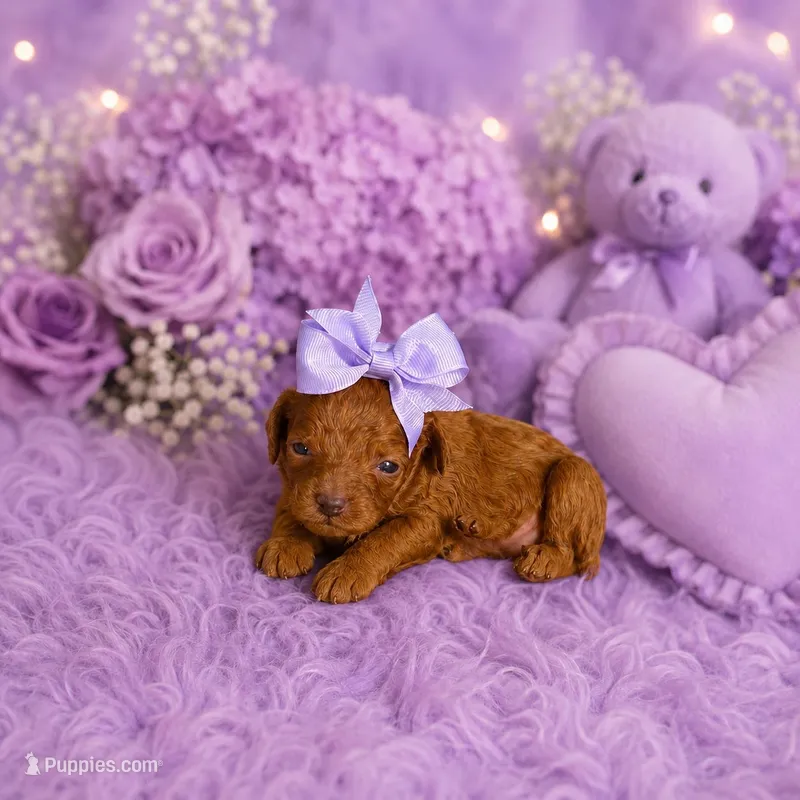Flor – Poodle - Toy  puppy for sale in Lehigh Acres, FL