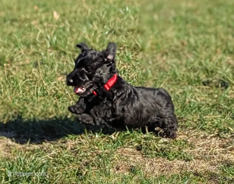 Teddy – Scottish Terrier puppy for sale in Kansas City, MO