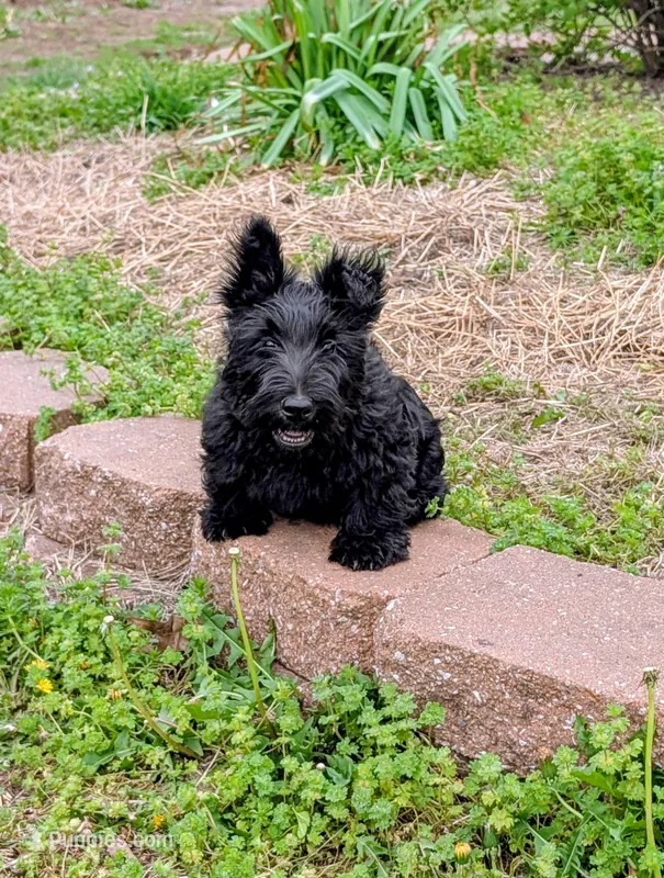 Teddy – Scottish Terrier puppy for sale in Kansas City, MO