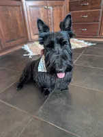 Teddy, a male Scottish Terrier for sale in Kansas City, MO – Photo 3 of 8