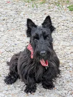 Teddy, a male Scottish Terrier for sale in Kansas City, MO – Photo 5 of 8