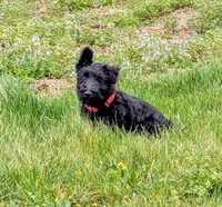 Teddy, a male Scottish Terrier for sale in Kansas City, MO – Photo 4 of 8