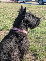 Teddy, a male Scottish Terrier for sale in Kansas City, MO – Photo 3 of 3