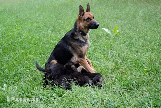 Camo – German Shepherd Dog puppy for sale in Wellington, MO