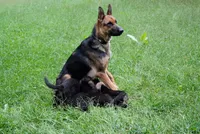 Camo, a male German Shepherd Dog for sale in Wellington, MO – 1 of 3
