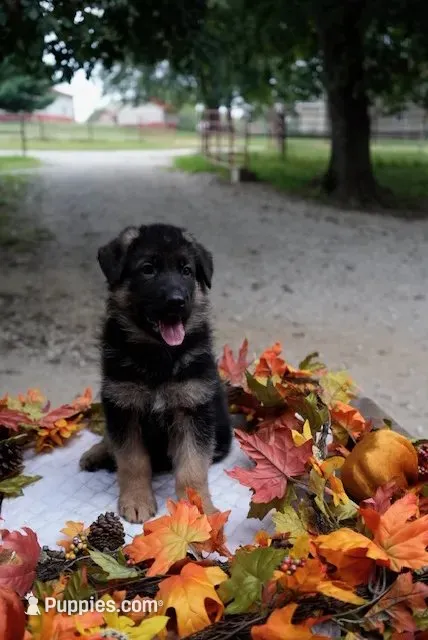 Camo – German Shepherd Dog puppy for sale in Wellington, MO