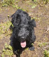 Lilly, a female Scottish Terrier for sale in Kansas City, MO – Photo 8 of 10