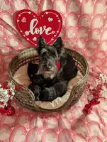Lilly, a female Scottish Terrier for sale in Kansas City, MO – Photo 4 of 4