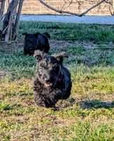 Lilly, a female Scottish Terrier for sale in Kansas City, MO – Photo 6 of 10
