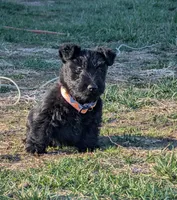 Lilly, a female Scottish Terrier for sale in Kansas City, MO – Photo 1 of 10