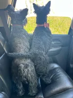 Lilly, a female Scottish Terrier for sale in Kansas City, MO – Photo 10 of 10