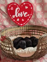 Lilly, a female Scottish Terrier for sale in Kansas City, MO – Photo 2 of 4