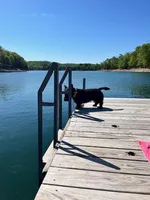 Lilly, a female Scottish Terrier for sale in Kansas City, MO – Photo 9 of 10