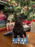 Lilly, a female Scottish Terrier for sale in Kansas City, MO – Photo 3 of 4