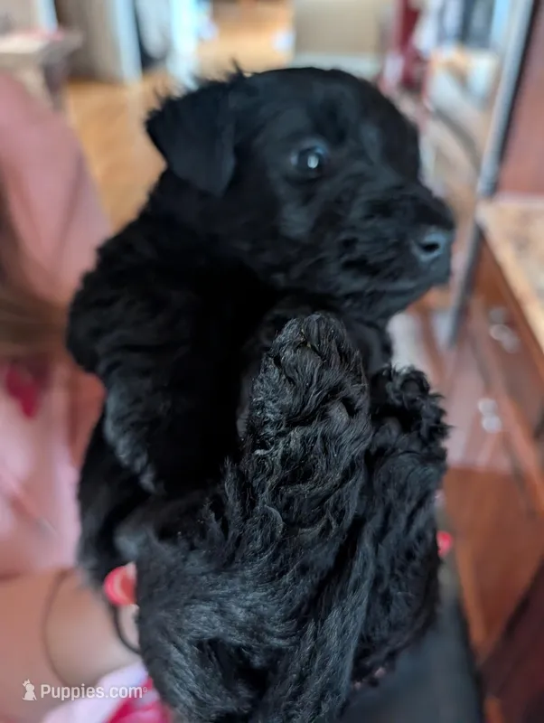 Lilly, a female Scottish Terrier for sale in Kansas City, MO – Photo 1 of 4