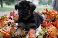 Pink, a female German Shepherd Dog for sale in Wellington, MO – 1 of 1