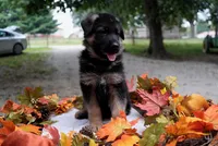 Camo, a male German Shepherd Dog for sale in Wellington, MO – 3 of 3
